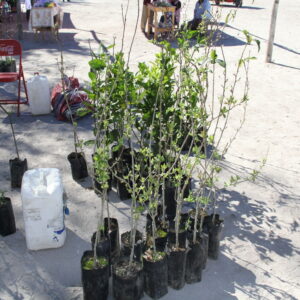 arboles