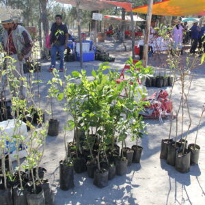 recorte_venta de arboles